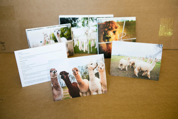 Alpaca Greeting Cards